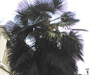 Palma fiorita